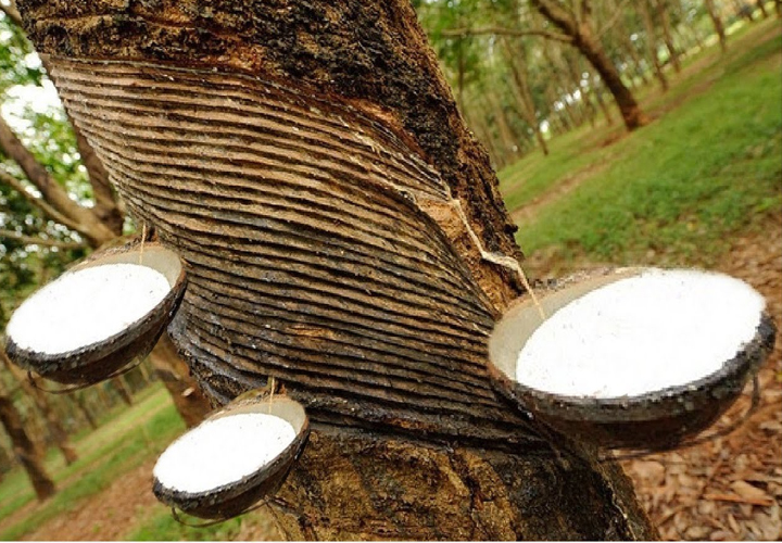 റബര്‍ കര്‍ഷകര്‍ക്ക് ആശ്വാസം; സംഭരണ വില 150 രൂപയില്‍ നിന്ന് 170 ആക്കി