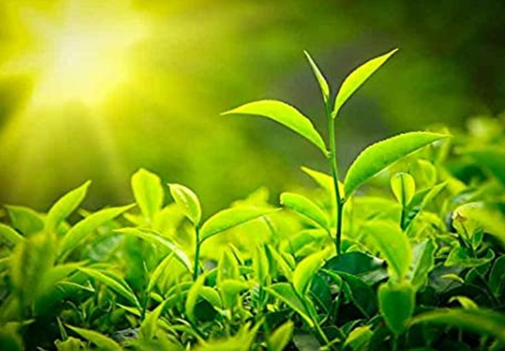 തേയിലത്തോട്ട തൊഴിലാളികള്‍ക്ക് എംജിഎന്‍ആര്‍ഇജിഎസിന് കീഴില്‍ തൊഴില്‍ നല്‍കുമെന്ന് ആസാം സര്‍ക്കാര്‍