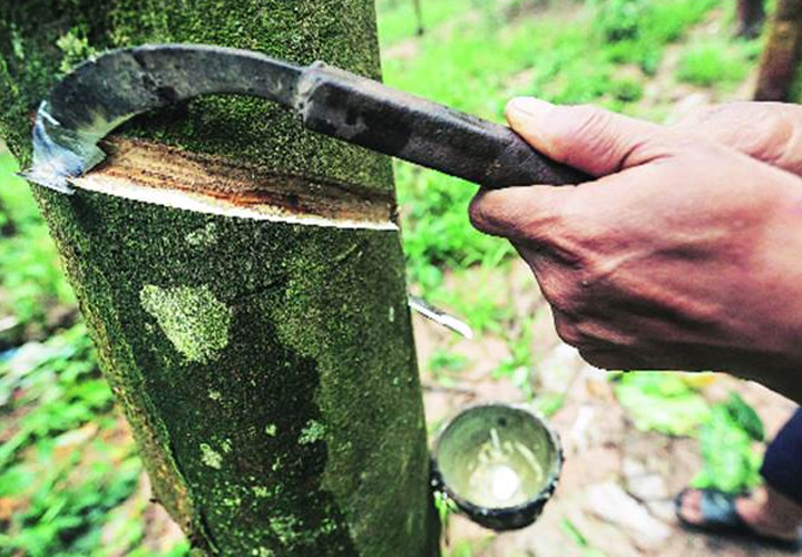ലോക്ക്ഡൗണിൽ വലഞ്ഞ് കേരളത്തിലെ റബർ കർഷകർ; 300 കോടി രൂപയുടെ നഷ്ടം; ഉൽപാദന നഷ്ടം  35000 ടൺ